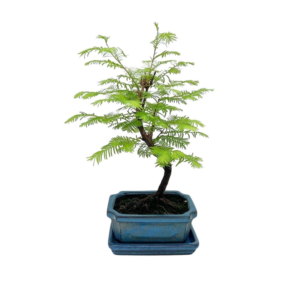 Pseudolarix 'Amabilis' - Outdoor Bonsai Plant - 15cm Pot