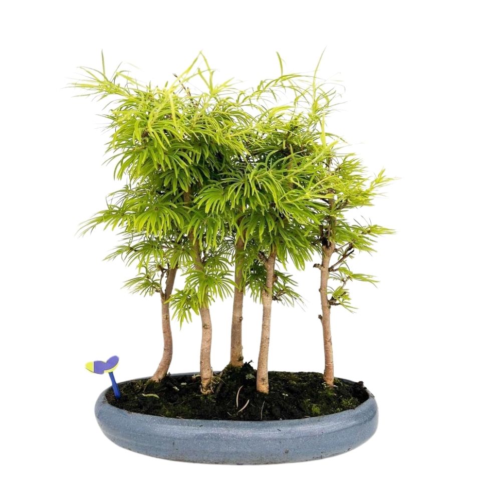 Pseudolarix 'Forest' - Outdoor Bonsai Plant - 7Ltr Pot