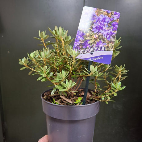 Rhododendron Dwarf Impeditum 'Azurika' 2Ltr Pot