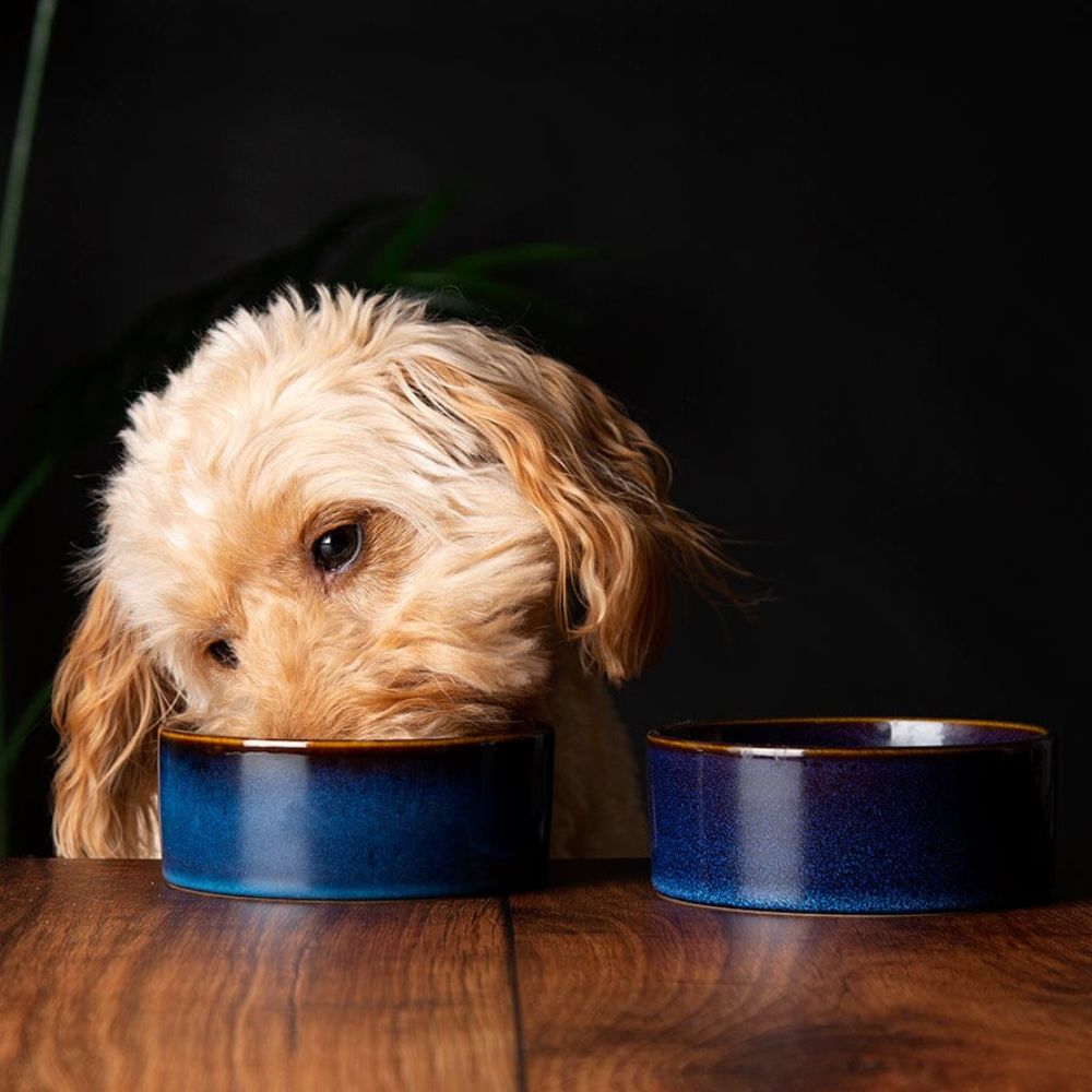Scruffs 13cm Reactive Glaze Food/Water Bowel  - Midmight Blue