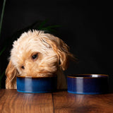 Scruffs 13cm Reactive Glaze Food/Water Bowel  - Midmight Blue