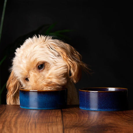 Scruffs 13cm Reactive Glaze Food/Water Bowel  - Midmight Blue