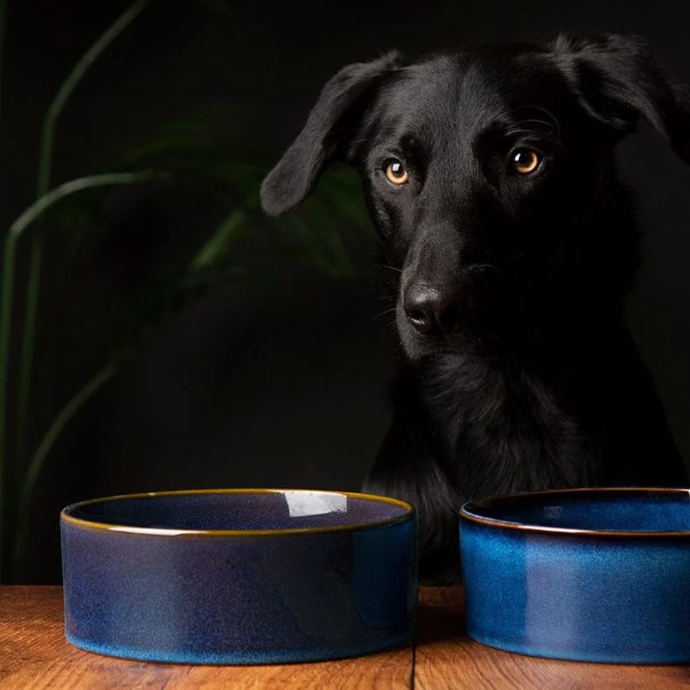 Scruffs 19cm Reactive Glaze Food/Water Bowel - Midnight Blue