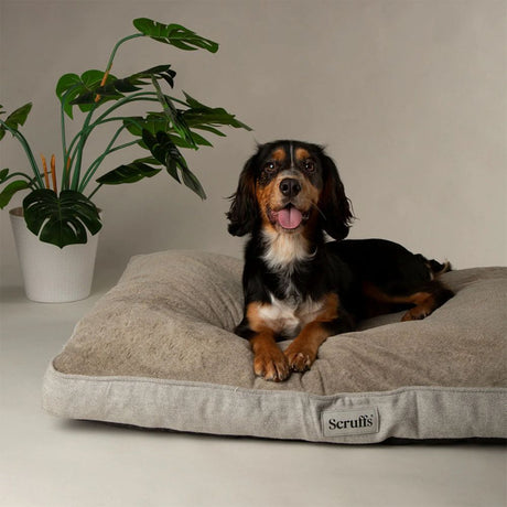Scruffs Large Harvard Memory Foam Orthopaedic Mattress - Pearl Grey