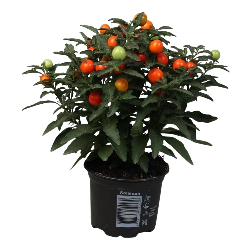 Solanum pseudocapsicum 'Jerusalem Cherry' Plant - 10.5cm Pot