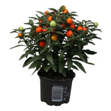 Solanum pseudocapsicum 'Jerusalem Cherry' Plant - 10.5cm Pot