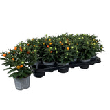 Solanum pseudocapsicum 'Jerusalem Cherry' Plant - 10.5cm Pot