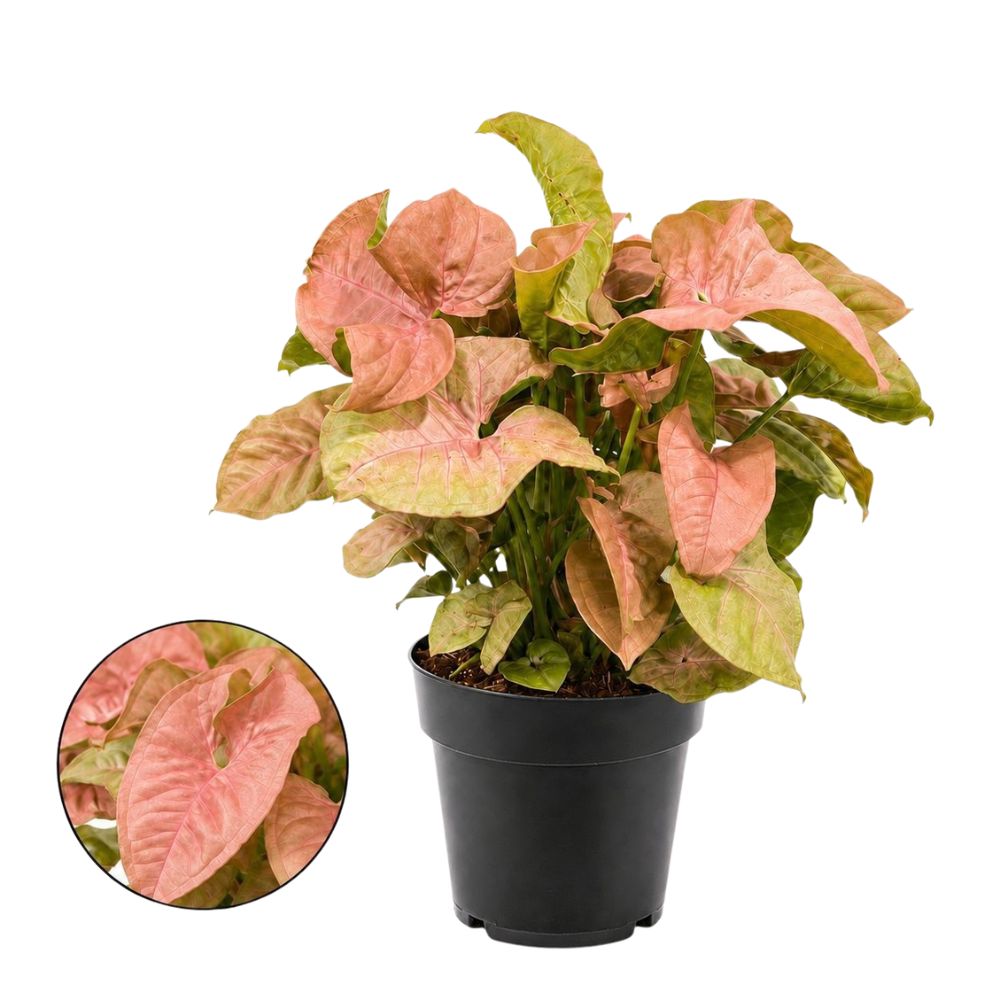 Syngonium 'Red Heart' Houseplant - 14cm Pot