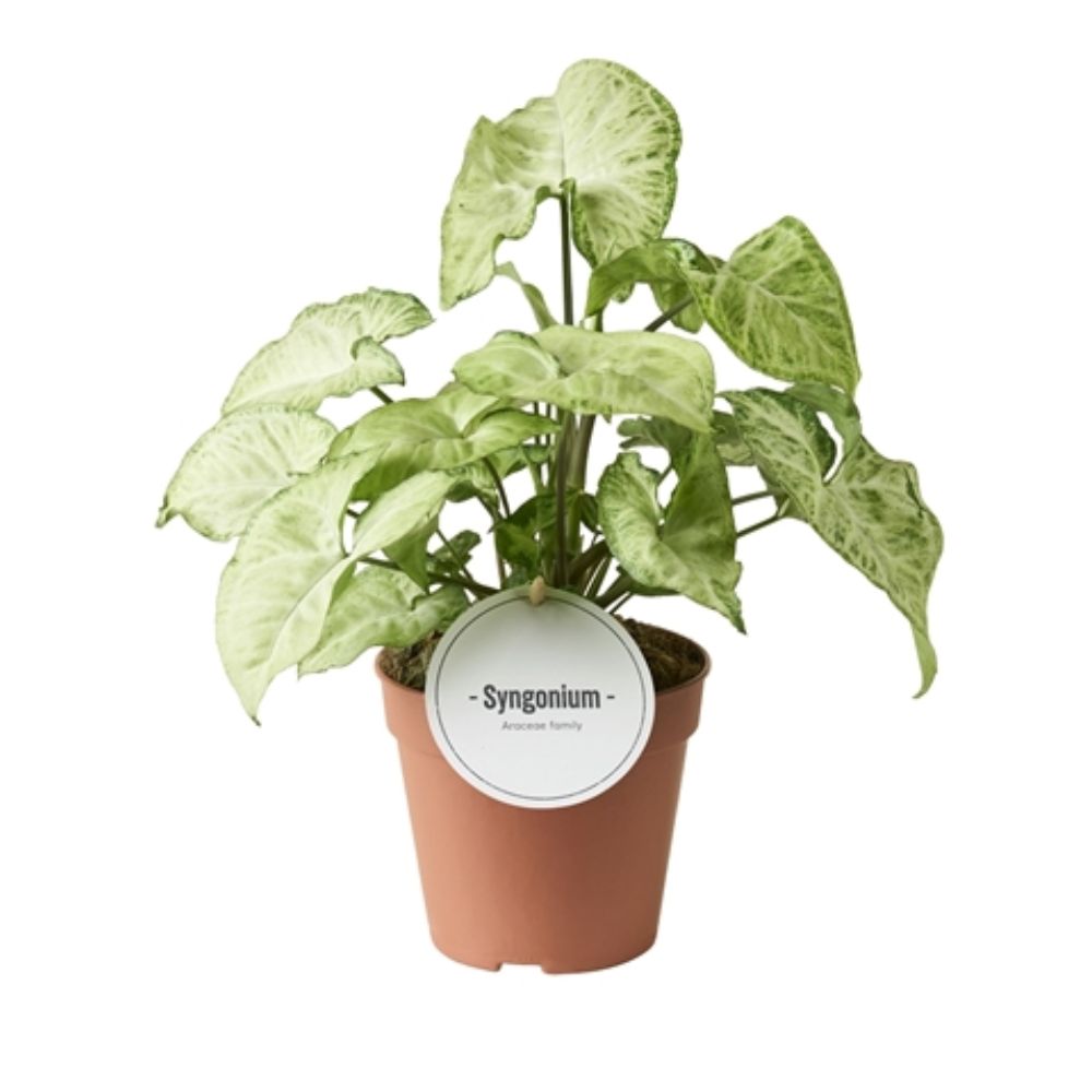 Syngonium arrowhead vine 'White Butterfly' ~Plant - 12cm Pot