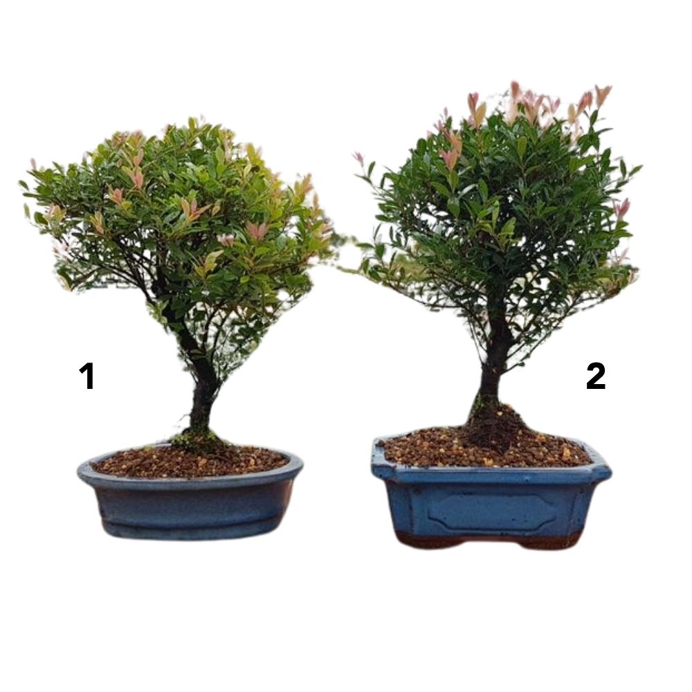 Syzygium buxifolium - Shaped Outdoor Bonsai Plant - 3Ltr Pot - (Choice of 2)