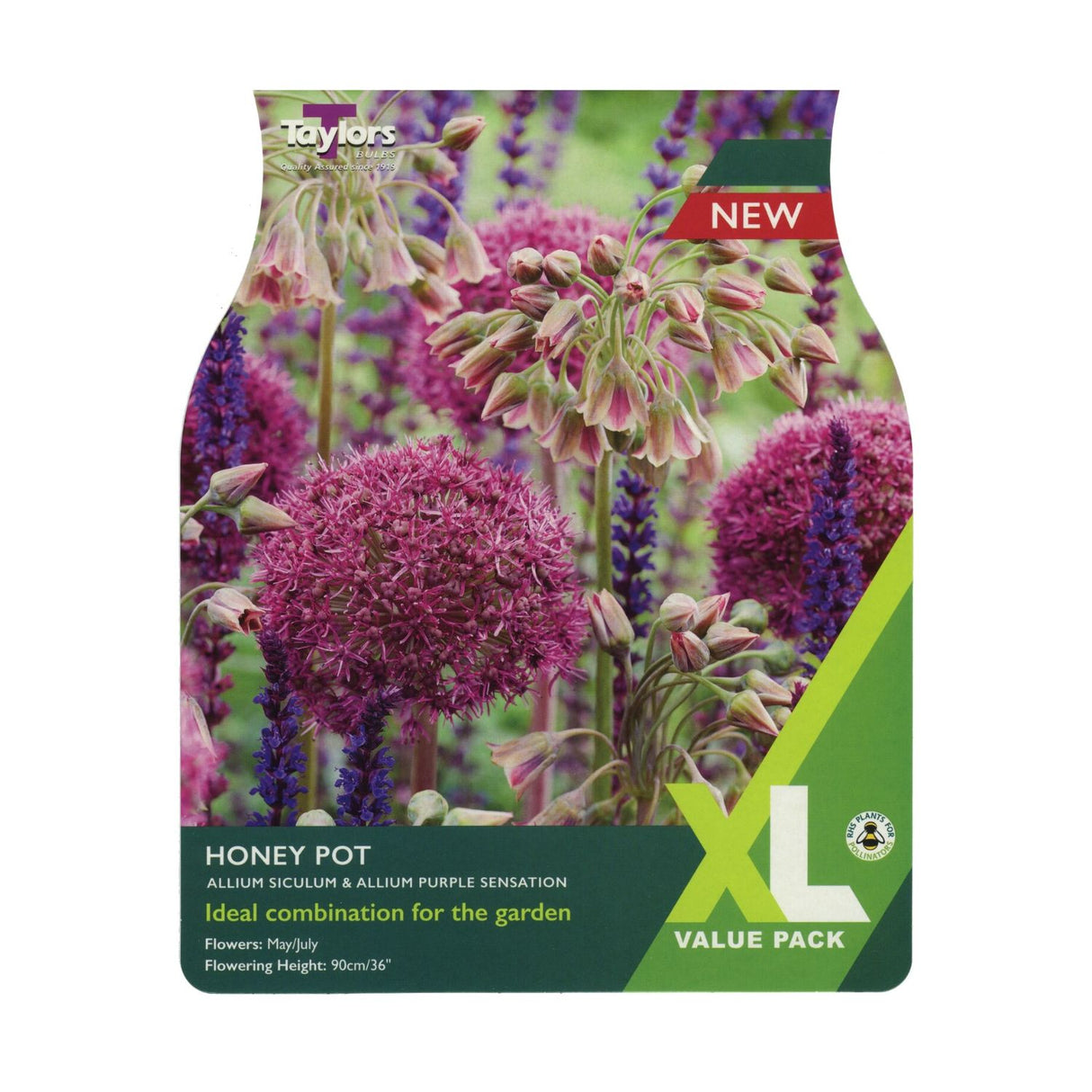 Taylors 15 Allium Honey Pot Spring Flowering Bulbs