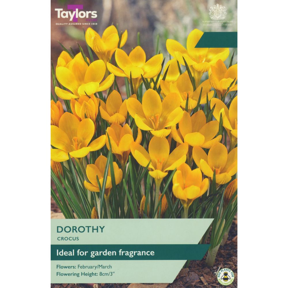 Taylors 15 Dorothy Crocus Bulbs