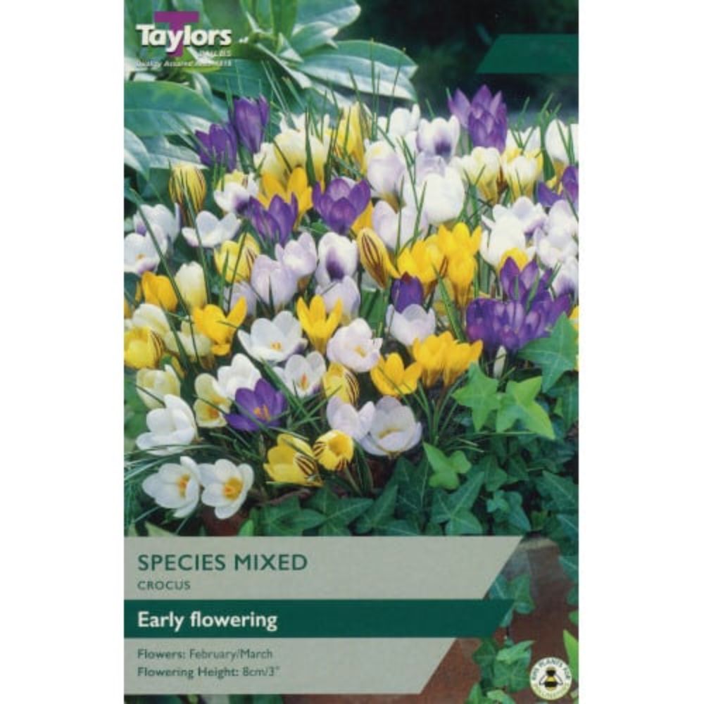 Taylors 15 Species Mix Crocus Bulbs