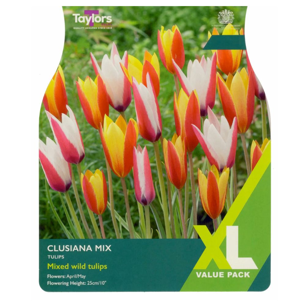 Taylors 25 Tulip Clusiana Mix Spring Flowering Bulbs