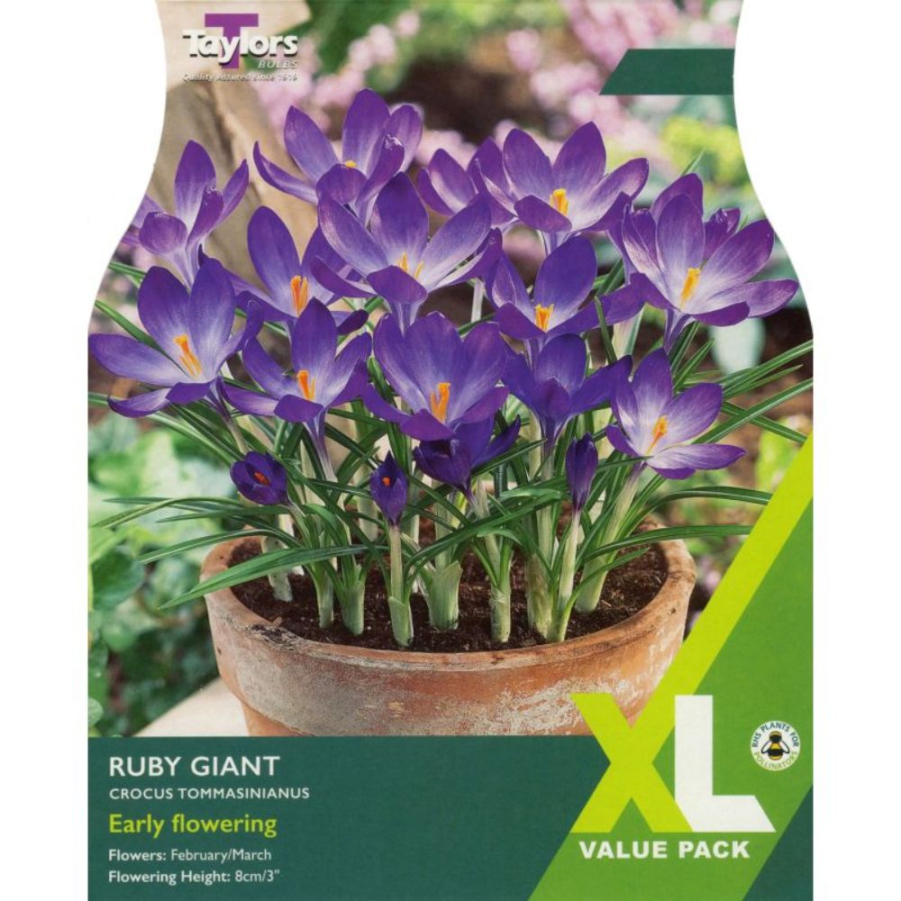 Taylors 50 Ruby Giant Crocus Bulbs - XL Value