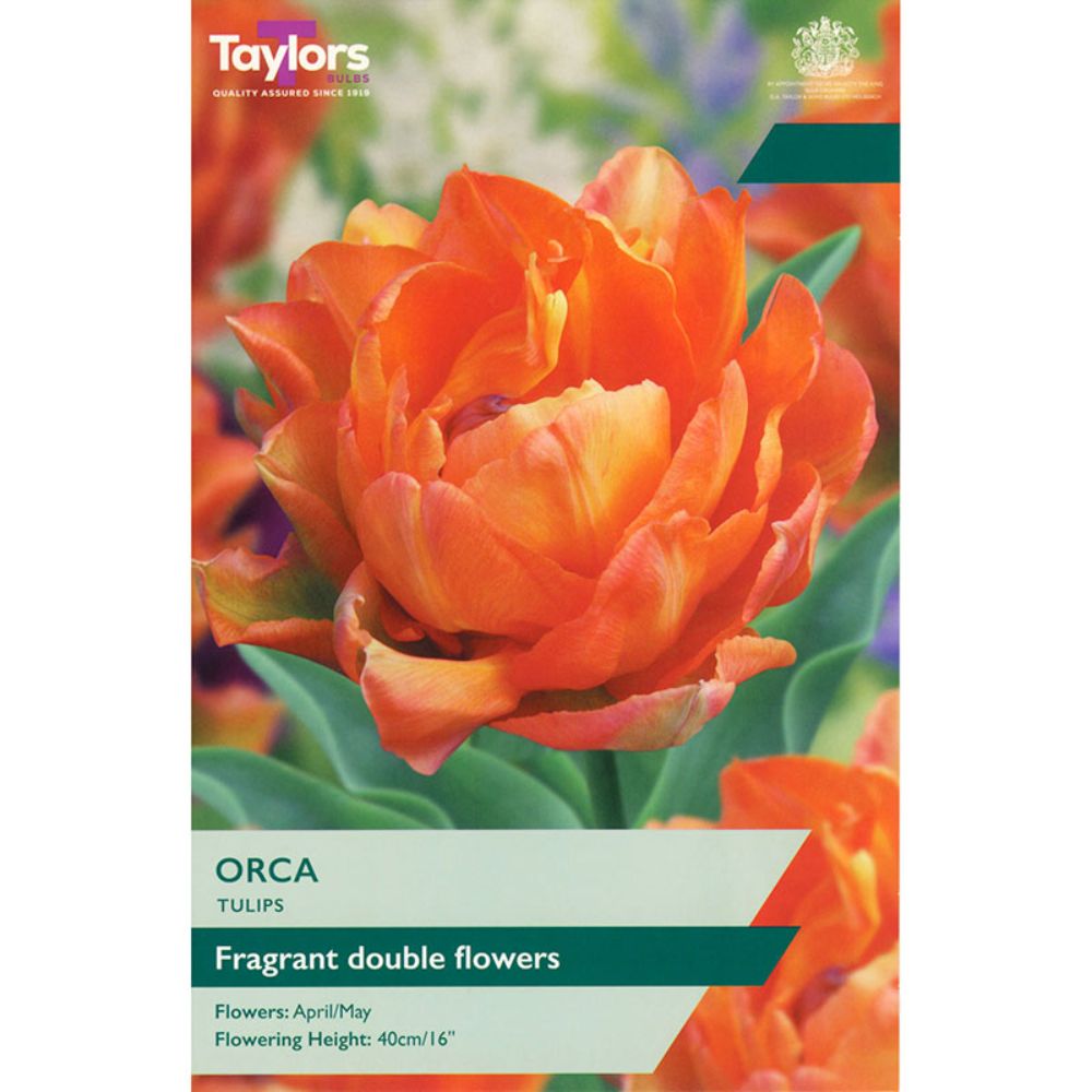Taylors 5 Orca Tulip Bulbs