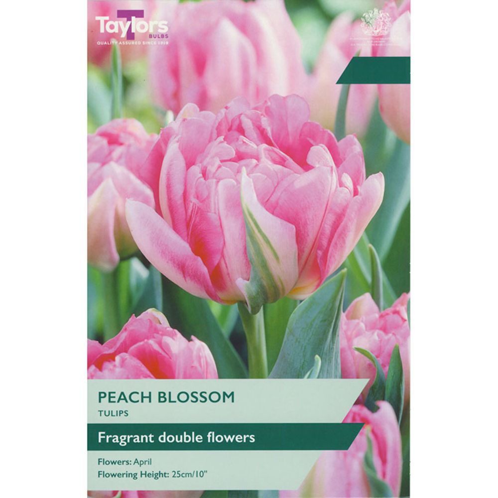Taylors 6 Peach Blossom Tulip Bulbs