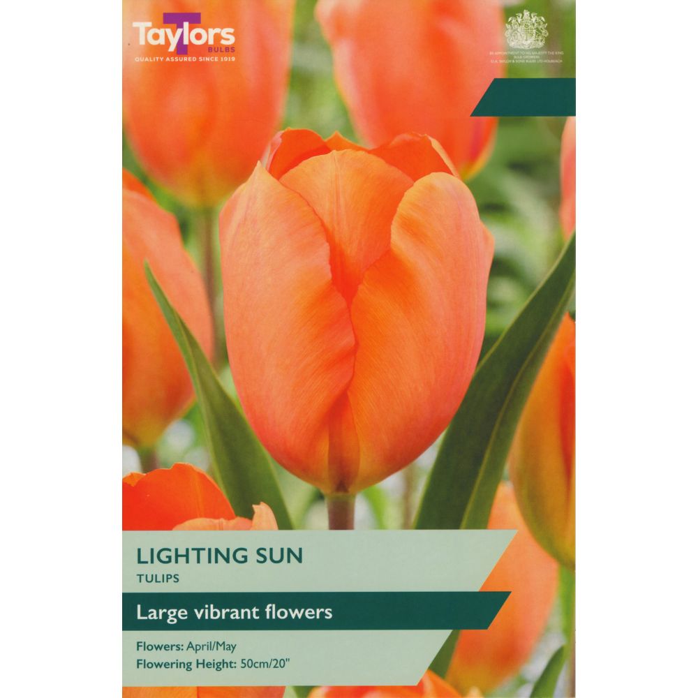 Taylors Lighting Sun 6 Tulip Bulbs