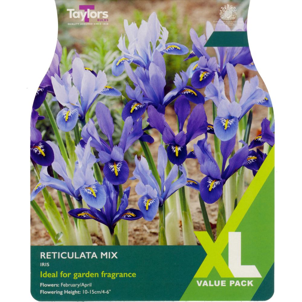 Taylors XL Reticulata Iris Mixed Bulbs
