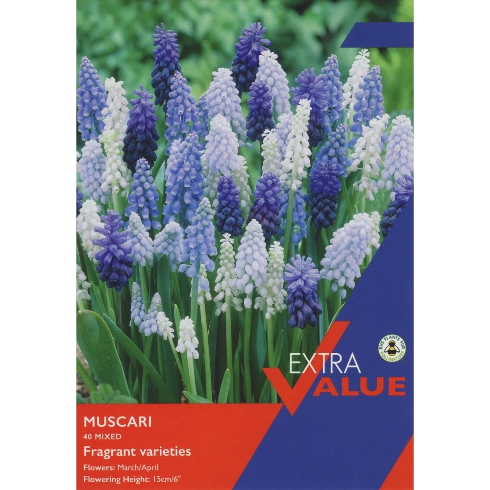 Taylors Mixed Muscari Bulbs