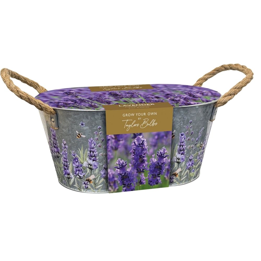 Taylors Lavender Zinc Planter