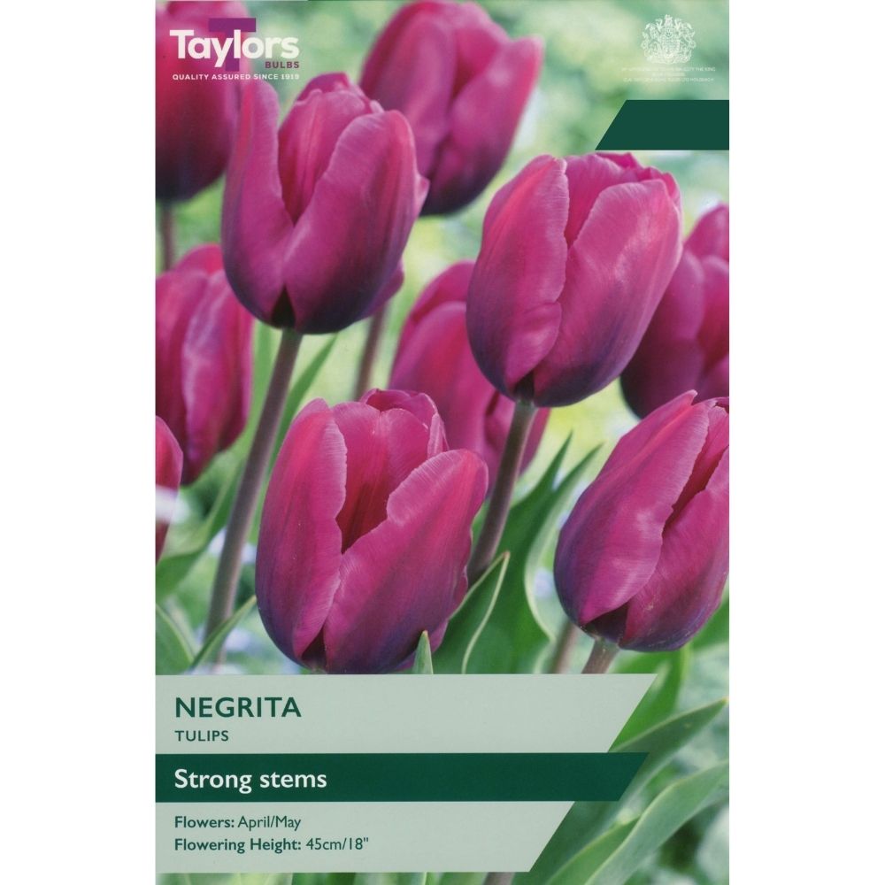Taylors Negrita Tulip Bulbs
