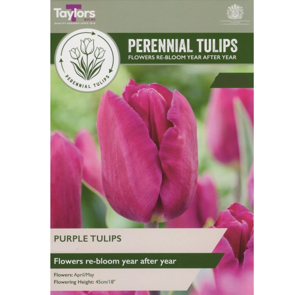 Taylors Perennial Tulips Bulbs - Purple