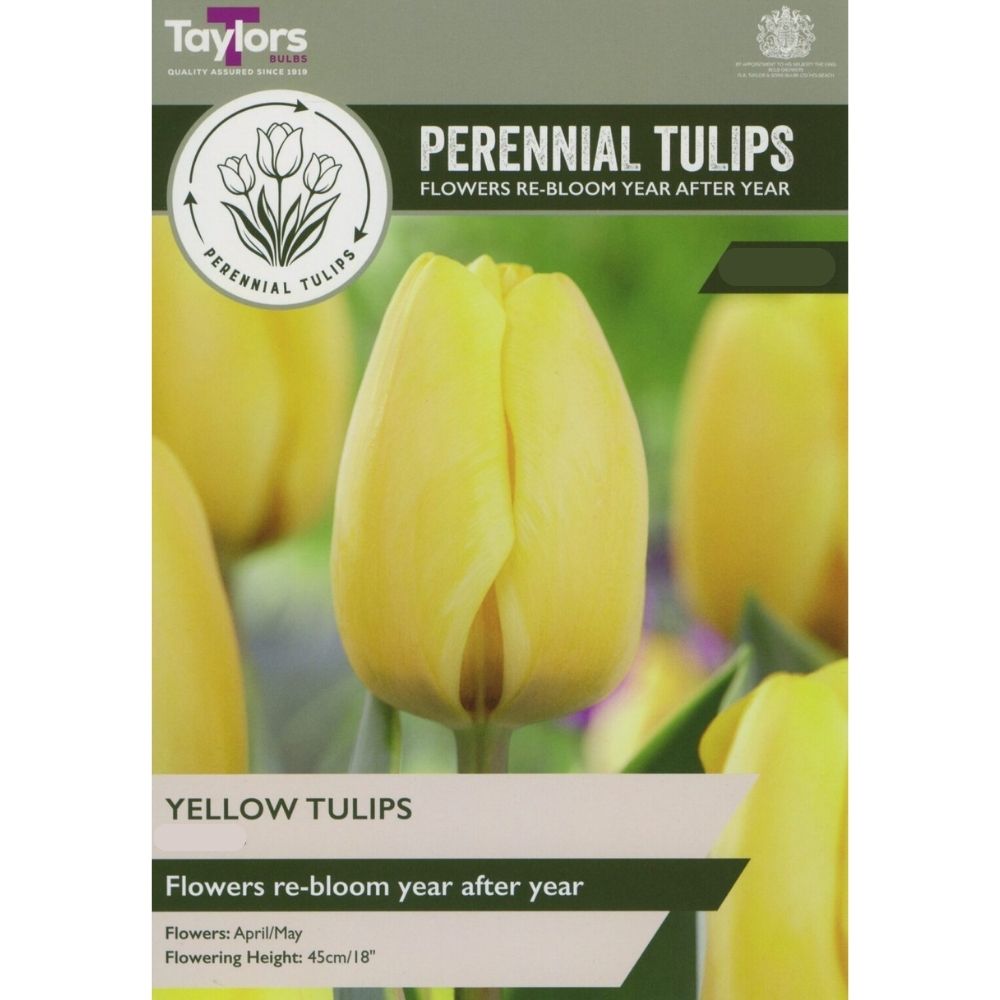 Taylors Perennial Tulips Bulbs - Yellow