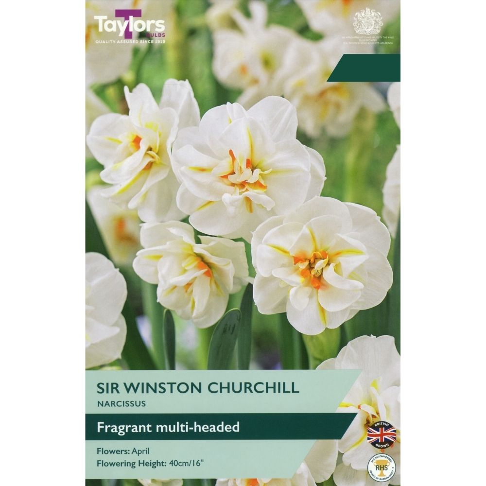 Taylors Sir Winston Churchill Narcissus Bulbs