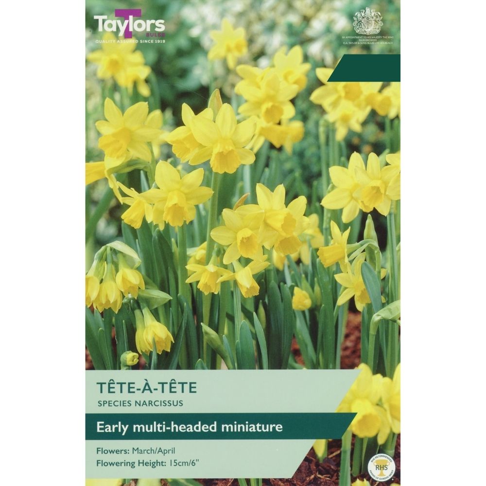Taylors Tete a Tete Narcissus Bulbs