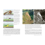 The Hillforts of Iron Age Wales by Toby Driver