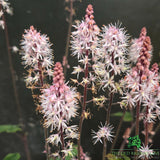 Tiarella 'Spring Symphony' Plant - 2Ltr Pot