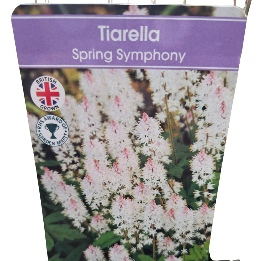 Tiarella 'Spring Symphony' Plant - 2Ltr Pot
