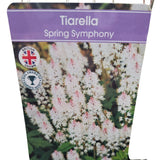 Tiarella 'Spring Symphony' Plant - 2Ltr Pot