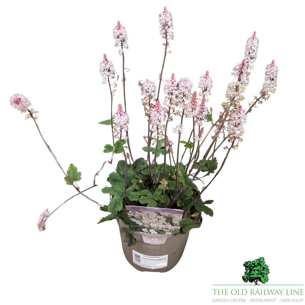 Tiarella 'Spring Symphony' Plant - 2Ltr Pot