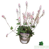 Tiarella 'Spring Symphony' Plant - 2Ltr Pot