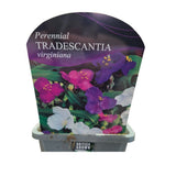 Tradescantia virginiana Common Spiderwort Plant - 1Ltr Pot