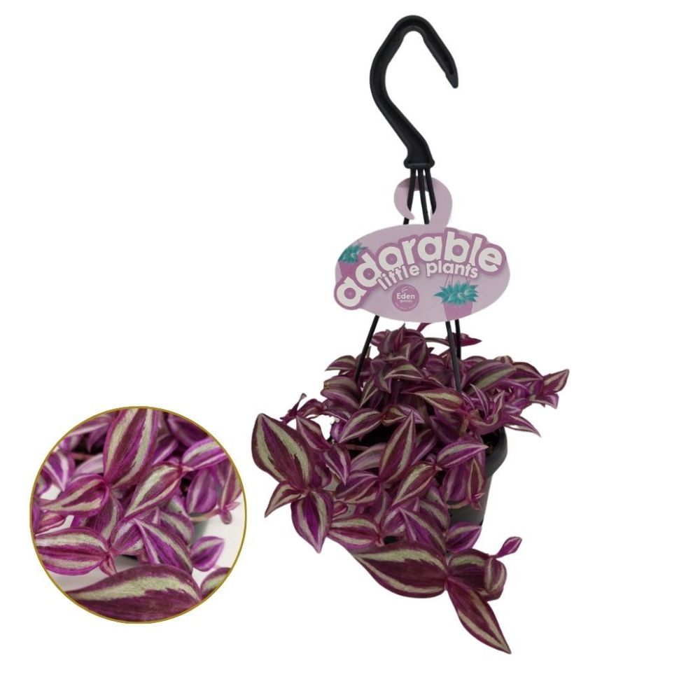 Tradescantia zebrina 'Pink Paradise' - Hanging 19cm Pot