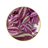 Tradescantia zebrina 'Pink Paradise' - Hanging 19cm Pot