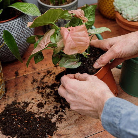 Westland 10L Peat Free Houseplant Compost