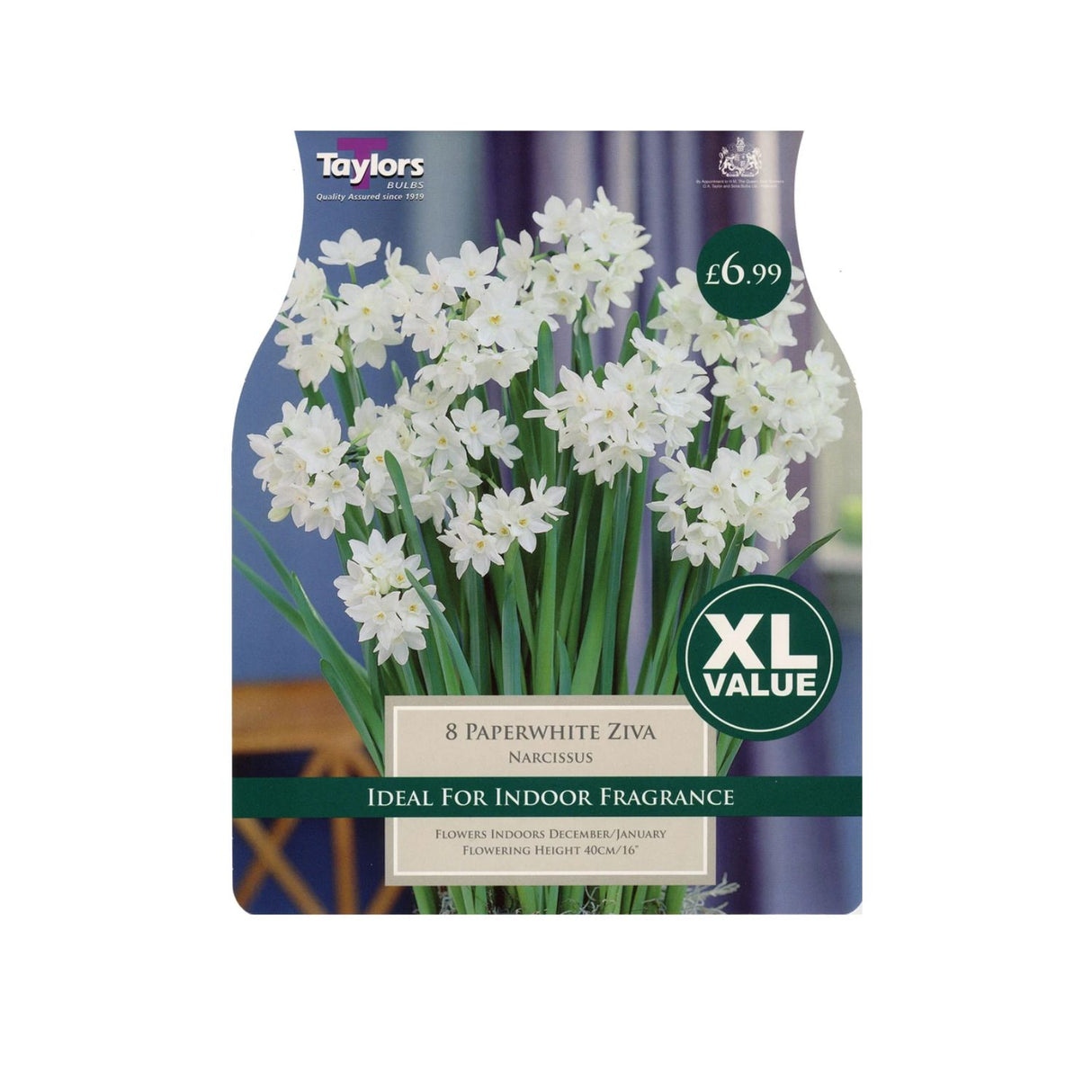 Taylors 7 Paperwhite Ziva Narcissus Daffodil Bulbs - XL Value