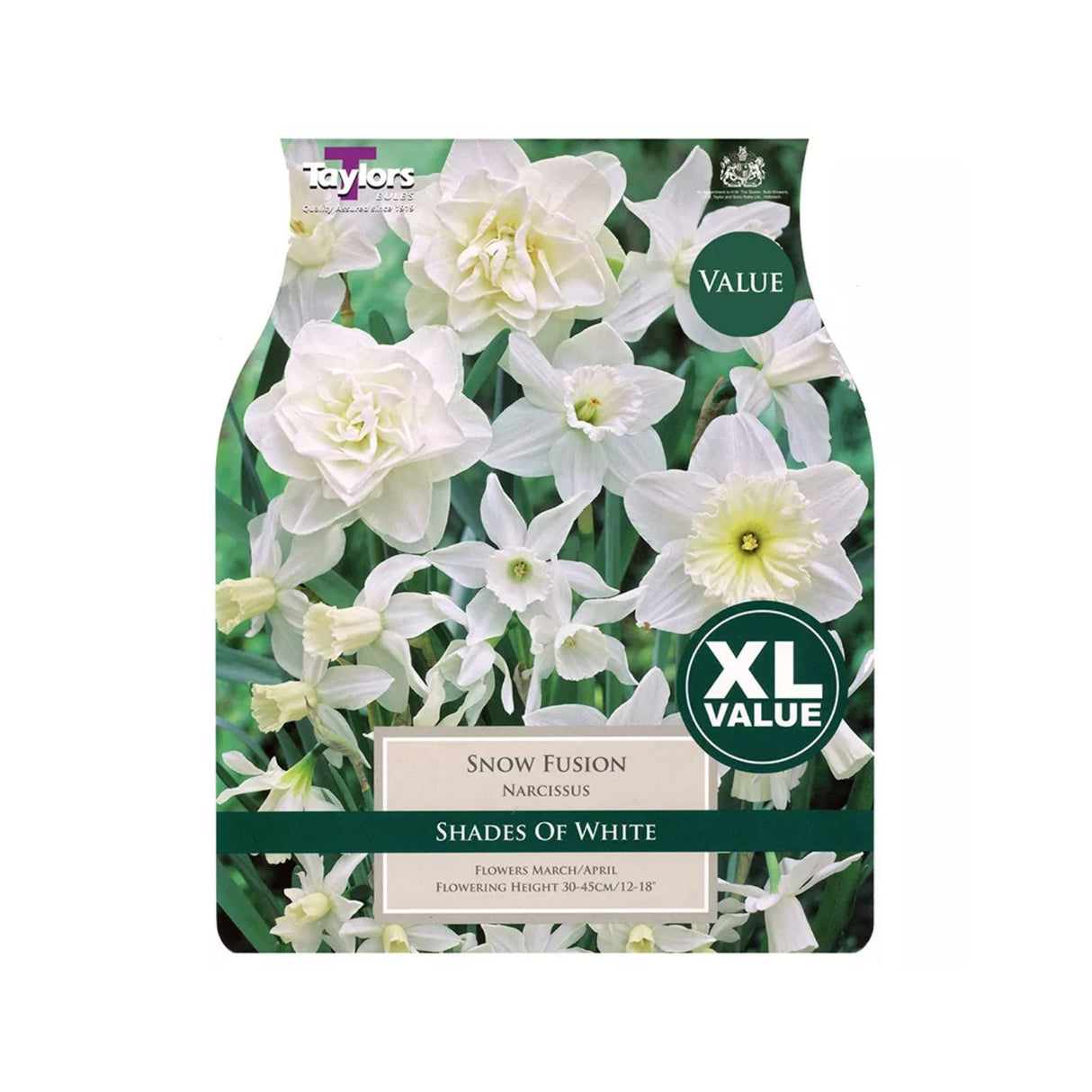 Taylors 20 Snow Fusion Narcissus Bulbs