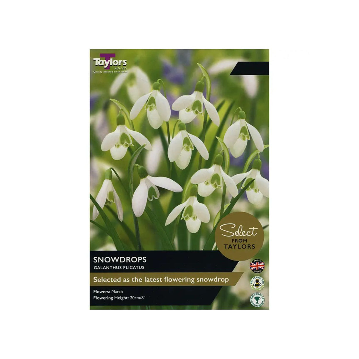 Taylors Select 6 Snowdrops Galanthus Plicatus Bulbs