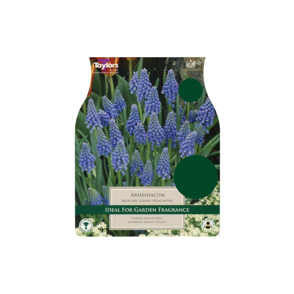 Taylors XL Armeniacum Muscari Bulbs