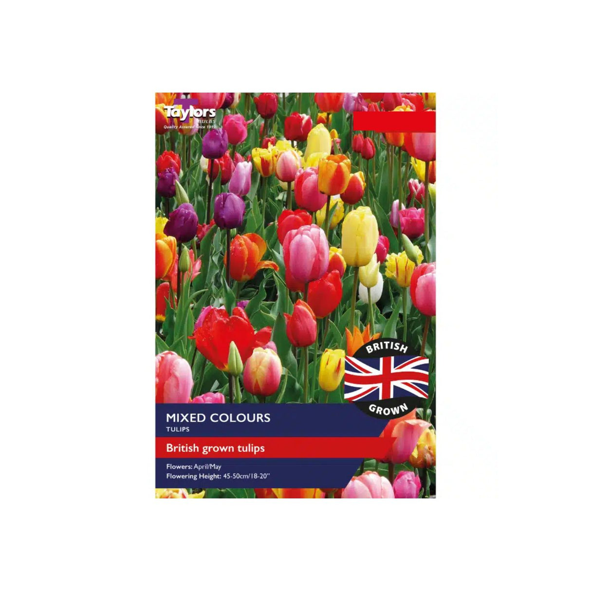 Taylors British Grown Mixed Tulips Bulbs
