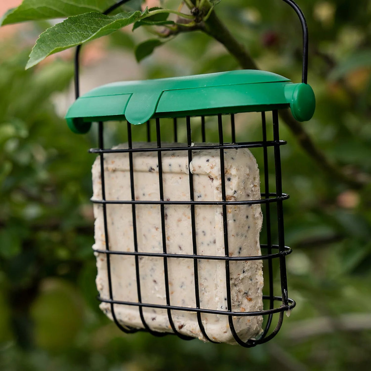 Rectangular Suet Gardman Flip Top Suet Feast Feeder – Old Railway Line Garden Centre