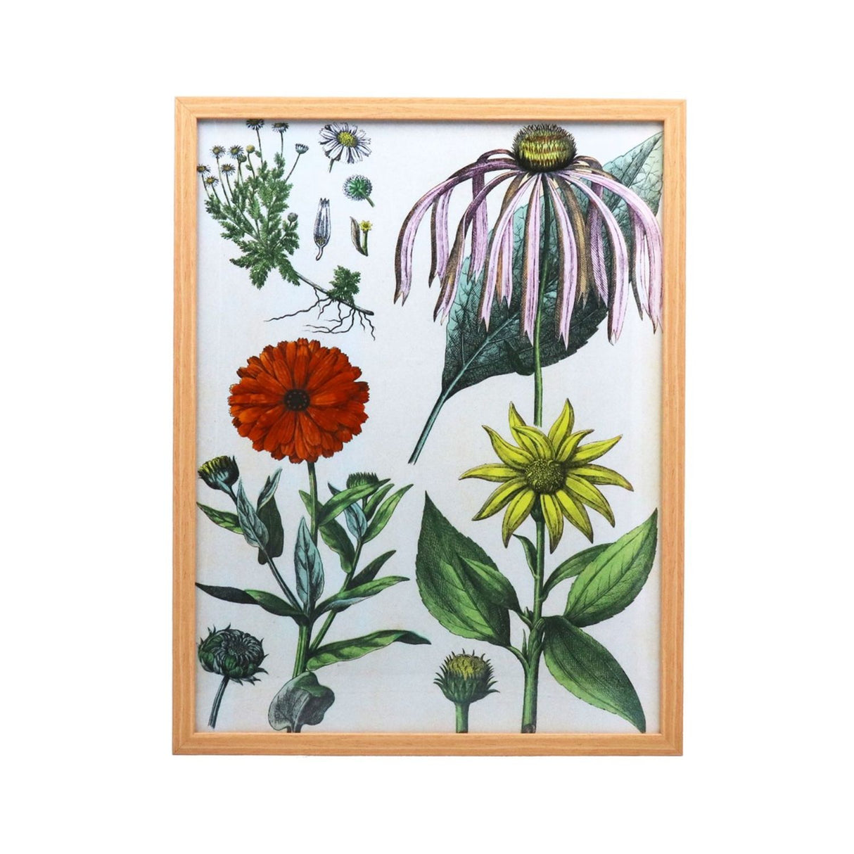 Gisela Graham Framed Floral Print