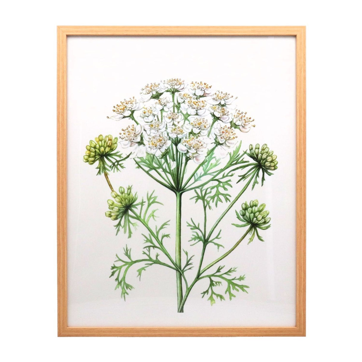 Gisela Graham Framed Cow Parsley Print