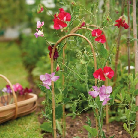 Gardman 1.5m Bamboo Plant Support Hoops (Pack of 3)