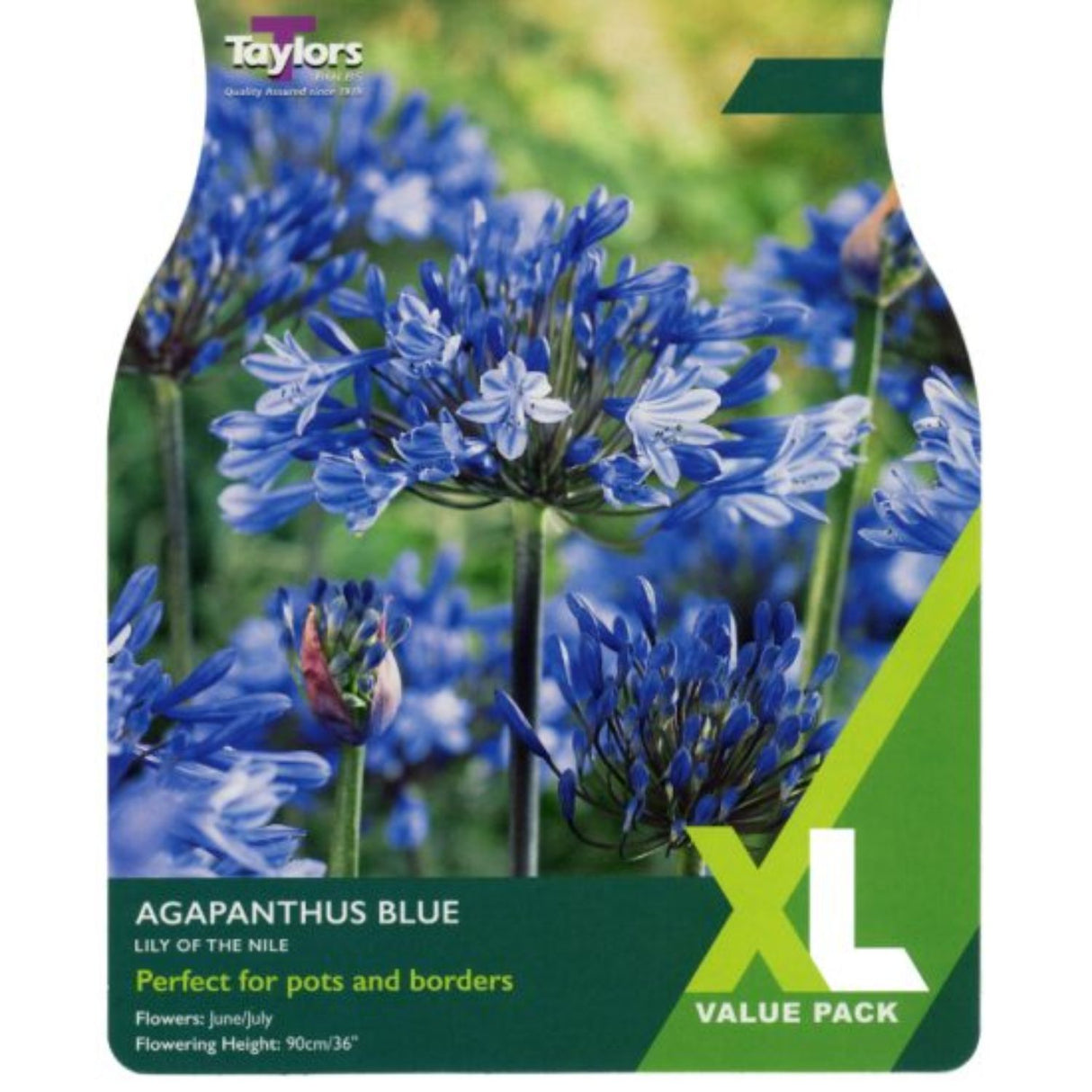 Taylors 4 Agapanthus Blue (Lily of the Nile) Rhizomes